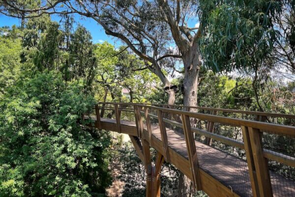 Auf dem rund 250 Meter langen TreeTop Walk kann man sich auf  Holzstegen durch die Baumwipfel im Park von Serralves bewegt.