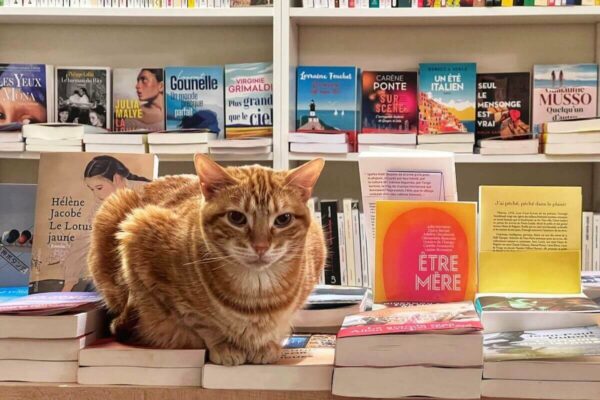 In der Buchhandlung Mon Chat Pitre kann man nicht nur französische Klassiker und aktuelle Literatur kaufen, sondern auch die Katzen kennenlernen, die hier leben - zum Beispiel Garfield.