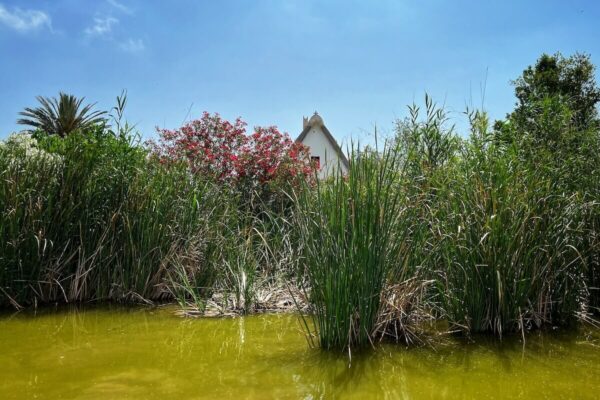 Am Rand des Sees liegen die traditionellen Barracas, die historischen Reed-gedeckten Fischerhütten der L’Albufera.