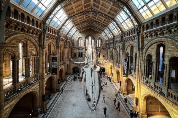 Der wohl schönste Ort für Yoga in London ist die historische Eingangshalle des Natural History Museum London.