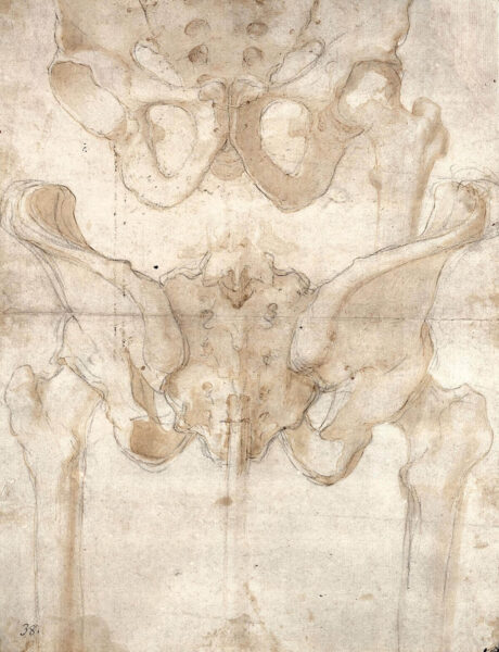 Das Becken eines gelenkigen Skeletts (Zeichnung, ca. 1560 ?) - Wellcome Collection 