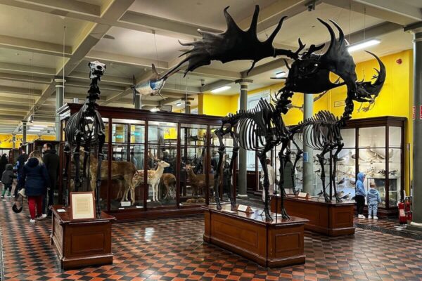 Die zahlreichen ausgestopften Tiere brachten dem Naturhistorischen Museum von Dublin den Spitznamen "Dead Zoo" ein.