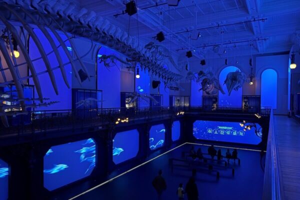 Wie in einem riesigen U-Boot fühlt man sich in der immersiven Installation "Oceano Odyssey", wenn z.B. Gruppen riesiger Wale an den Fenstern vorbeiziehen.