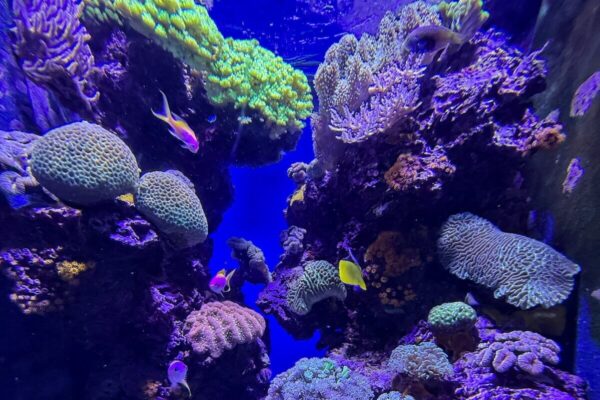 Tausende von Fischen, Korallen und Meeressäuger lassen sich im Untergeschoss des Ozeanographischen Museums entdecken.