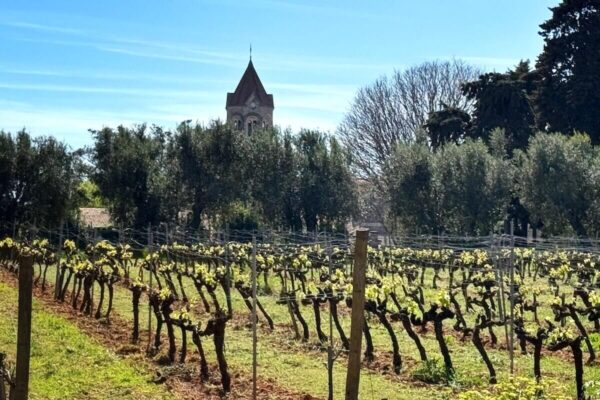 Das Zusammenspiel von Kalkstein, mediterranem Klima und Meeresluft schafft auf Saint-Honorat ein außergewöhnliches Mikroklima.